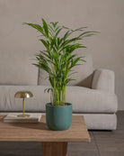 Areca-Palm-70cm-Round-Slate-Green-Plntd-Lifestyle-35