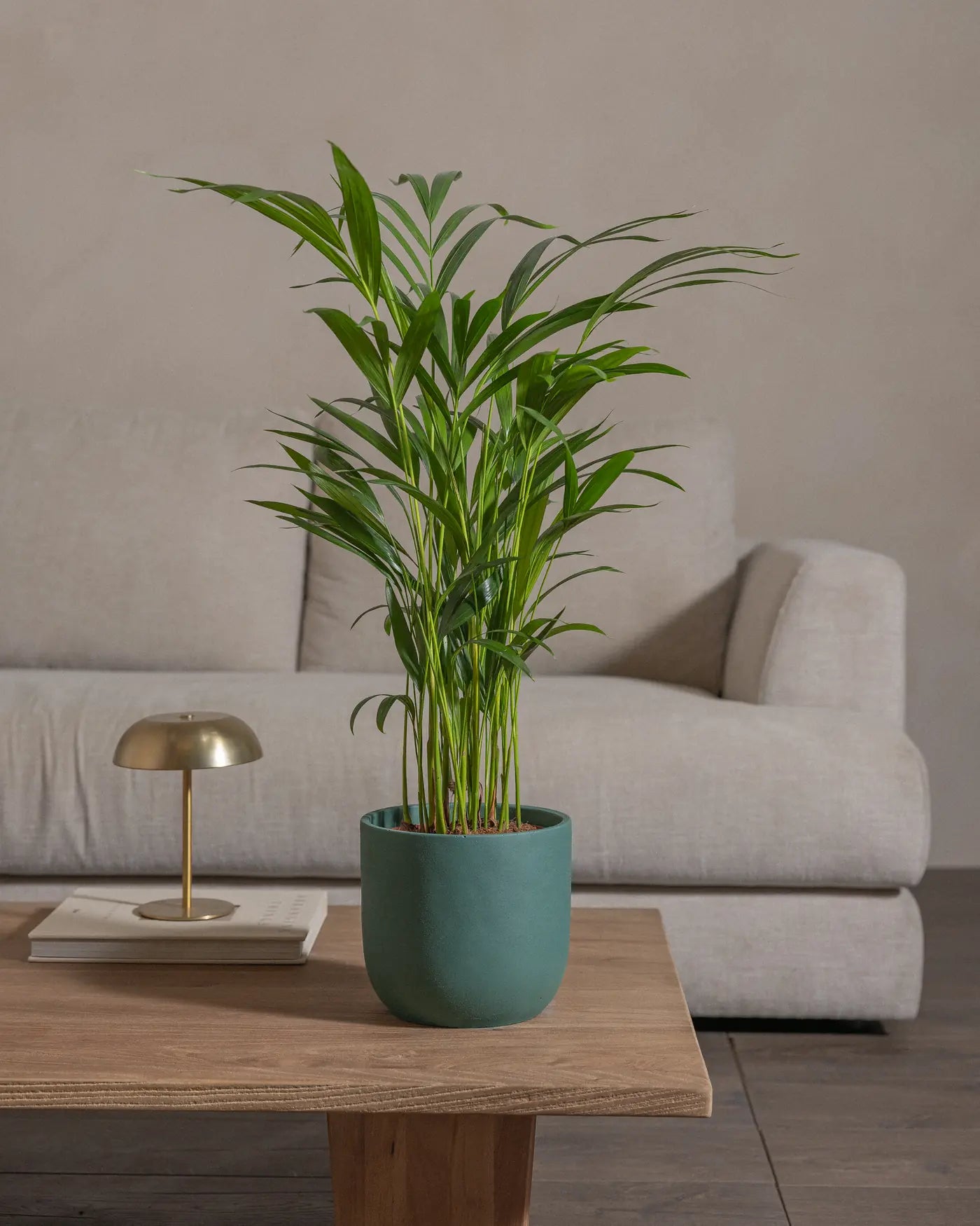 Areca-Palm-70cm-Round-Slate-Green-Plntd-Lifestyle-35