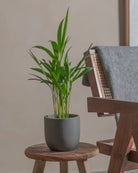 Areca-Palm-Plntd-Lifestyle-14
