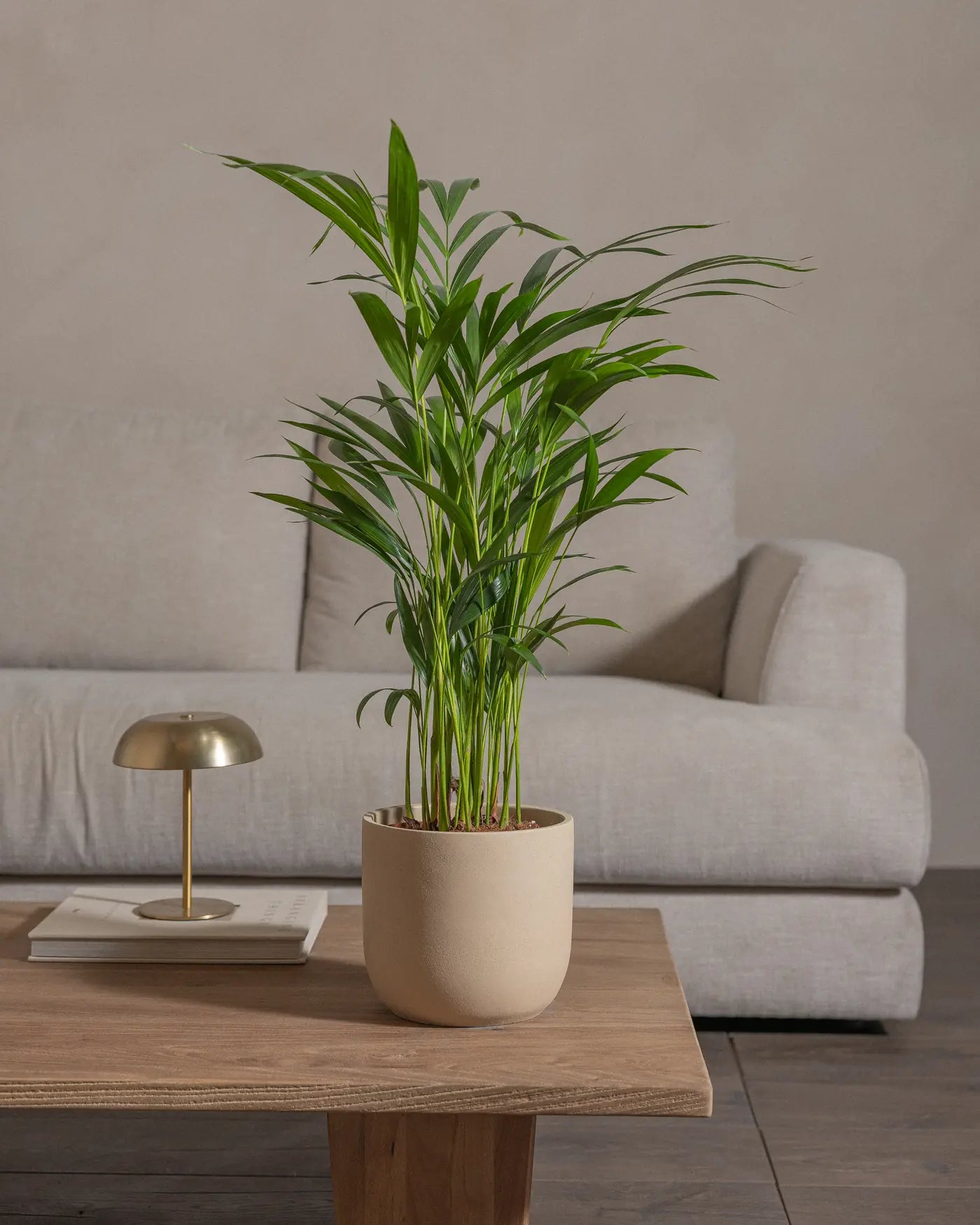 Areca-Palm-Plntd-Lifestyle-36
