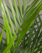 Areca-Palm-Plntd-Macro-2