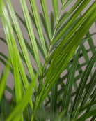 Areca-Palm-Plntd-Macro-75