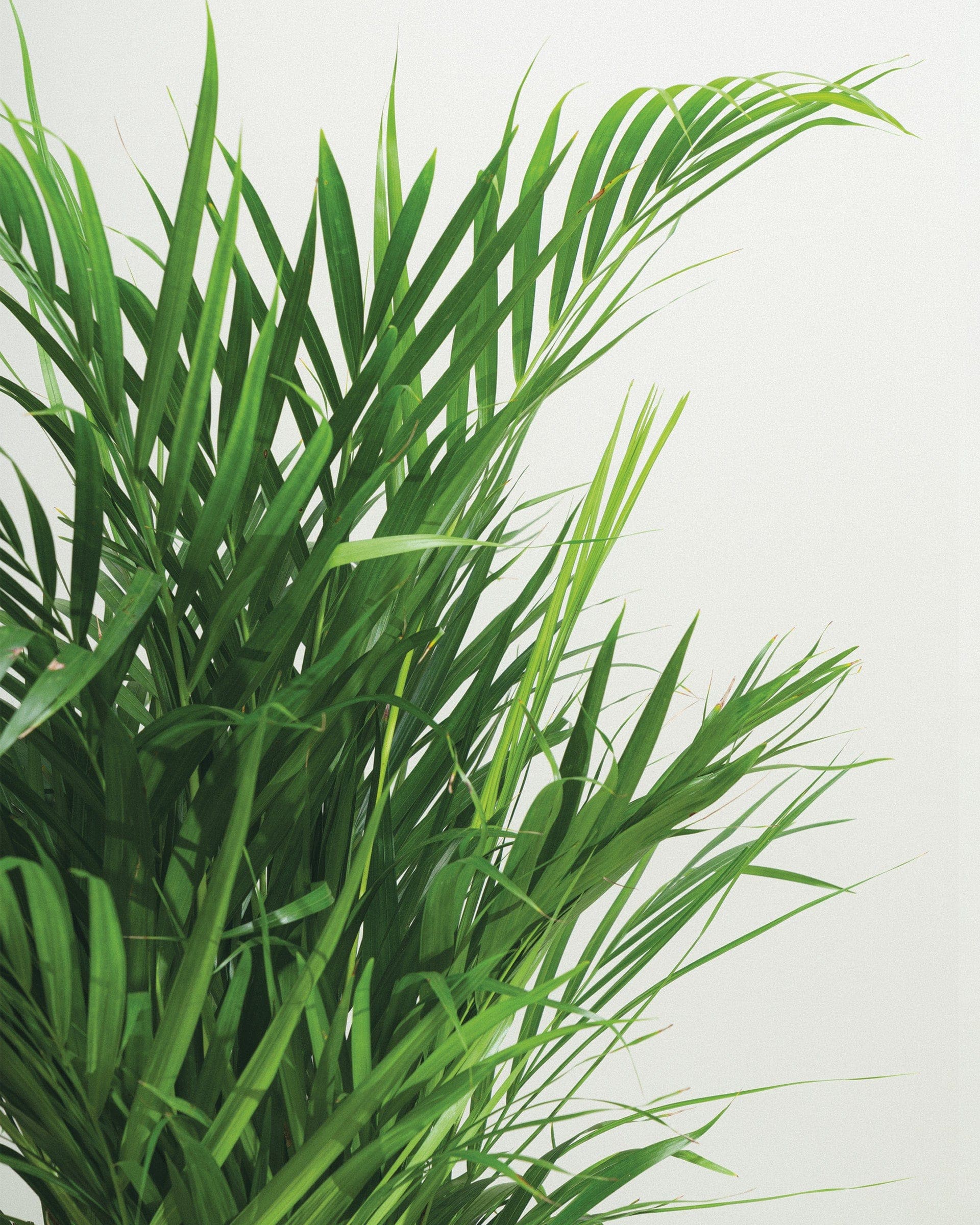 Areca Palm-Plntd-Seamless