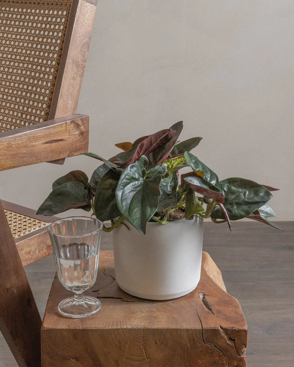 Arrowhead-Plant-30cm-Circle-Chalk-White-Plntd-Lifestyle