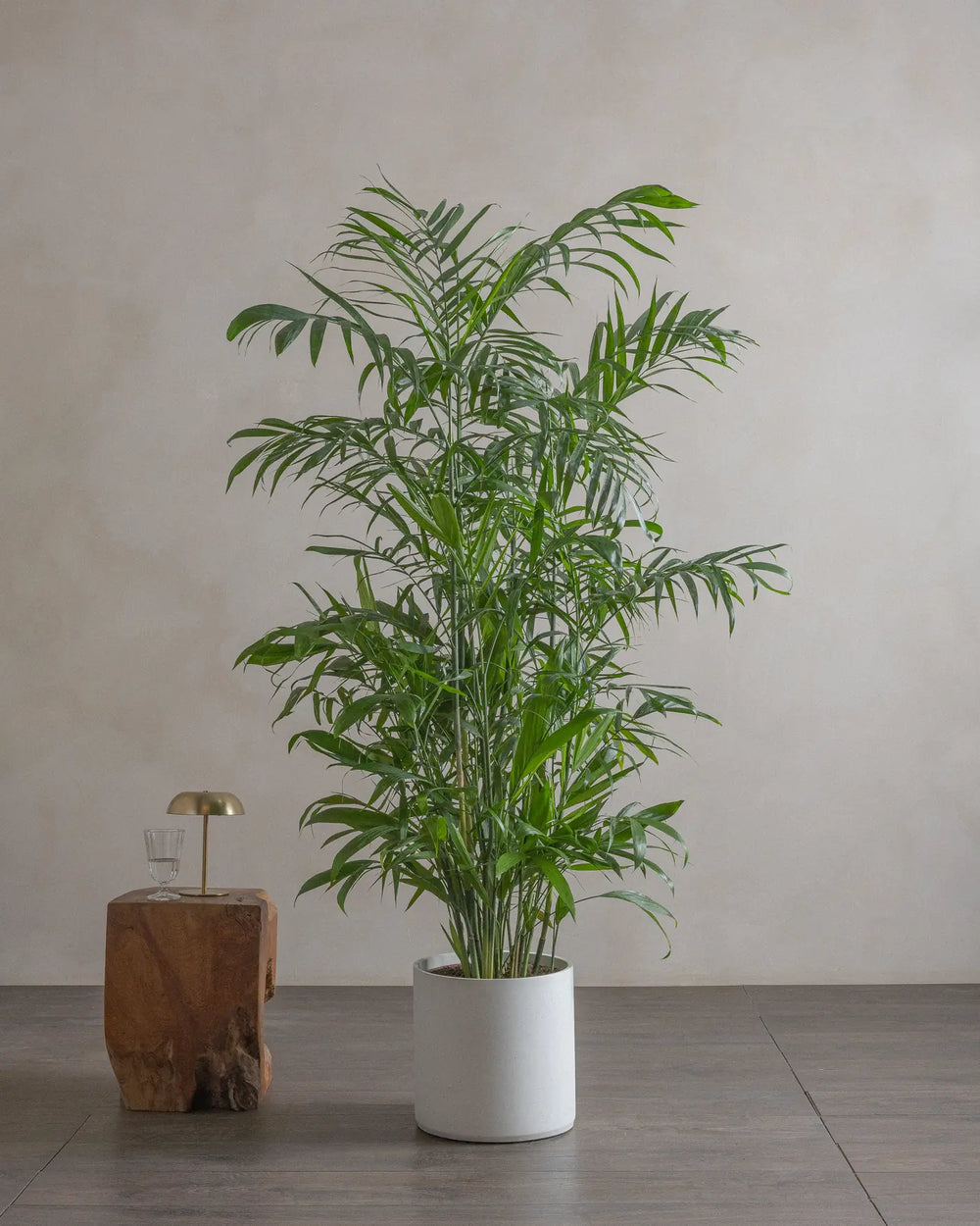 Bamboo-Palm-170cm-Circle-Chalk-White-Plntd-Lifestyle