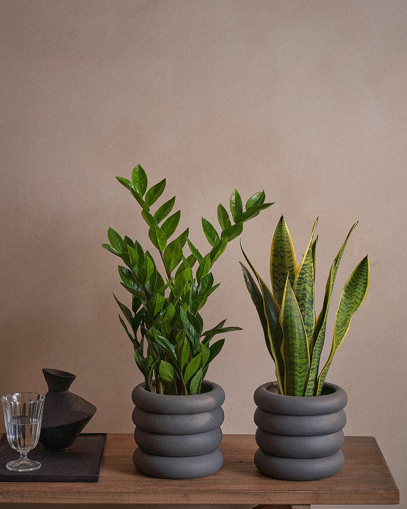 Beginner Set-40cm-Meyer-Ember-Plntd-Lifestyle