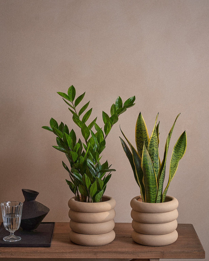 Beginner Set-40cm-Meyer-Sand-Plntd-Lifestyle