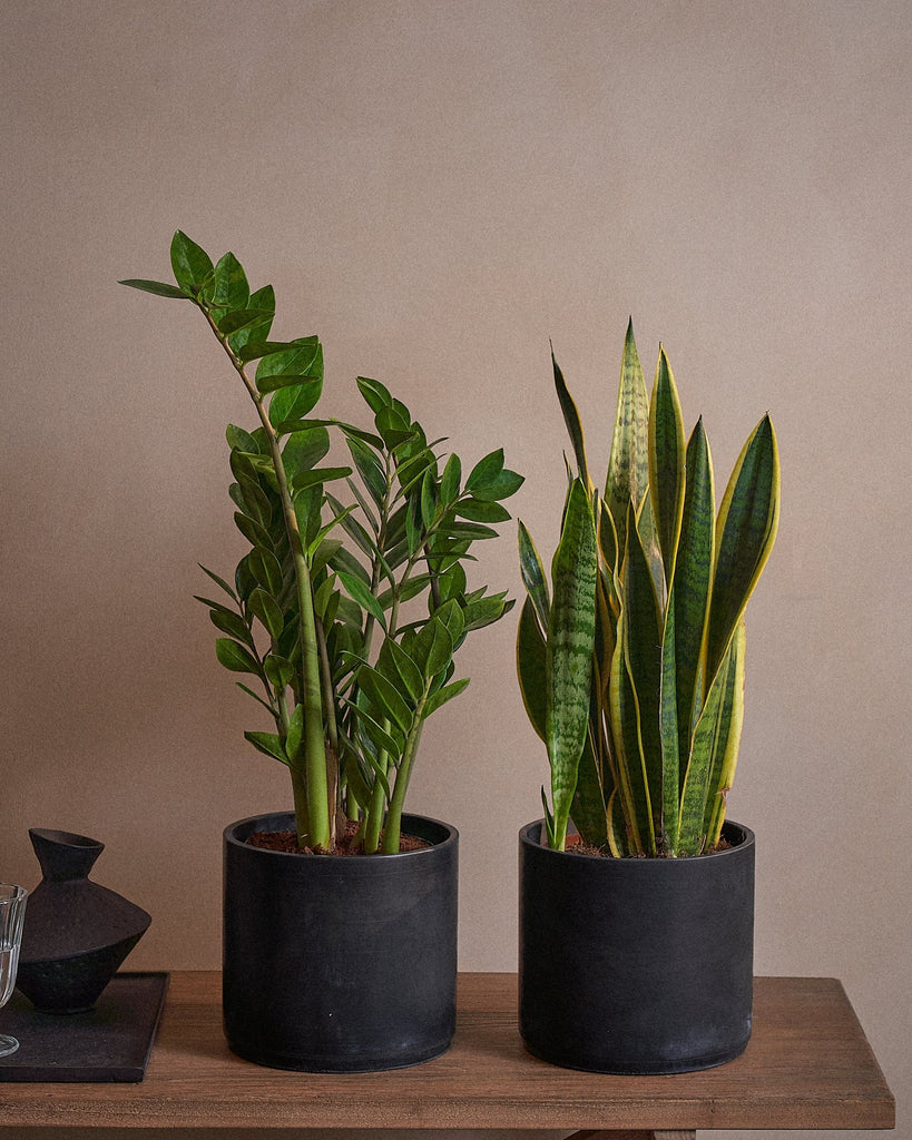 Beginner Set-60cm-Circle-Charcoal Black-Plntd-Lifestyle