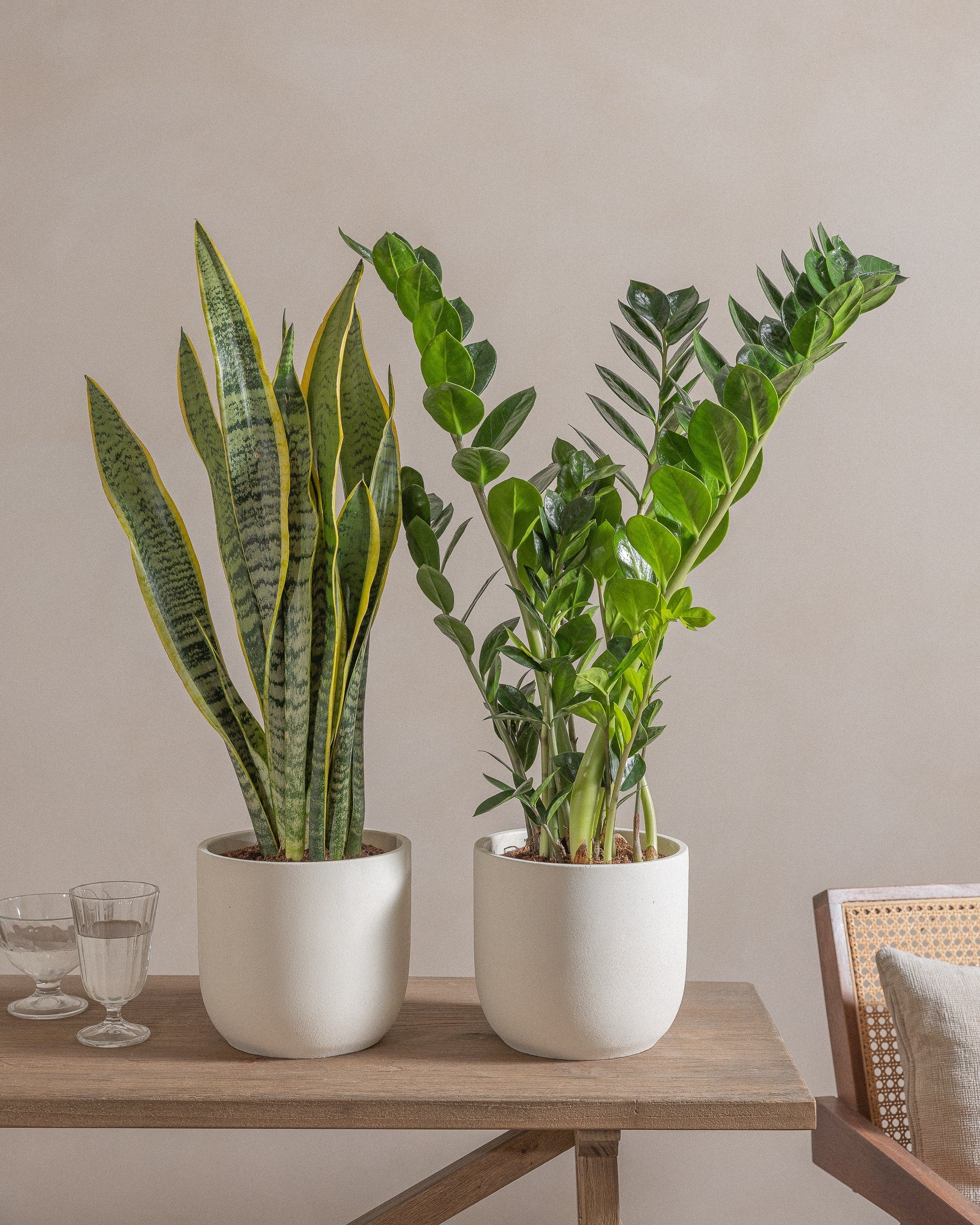 Medium-Beginner-Set-60cm-Round-Chalk-White-Plntd-Lifestyle-Indoor Plant-8