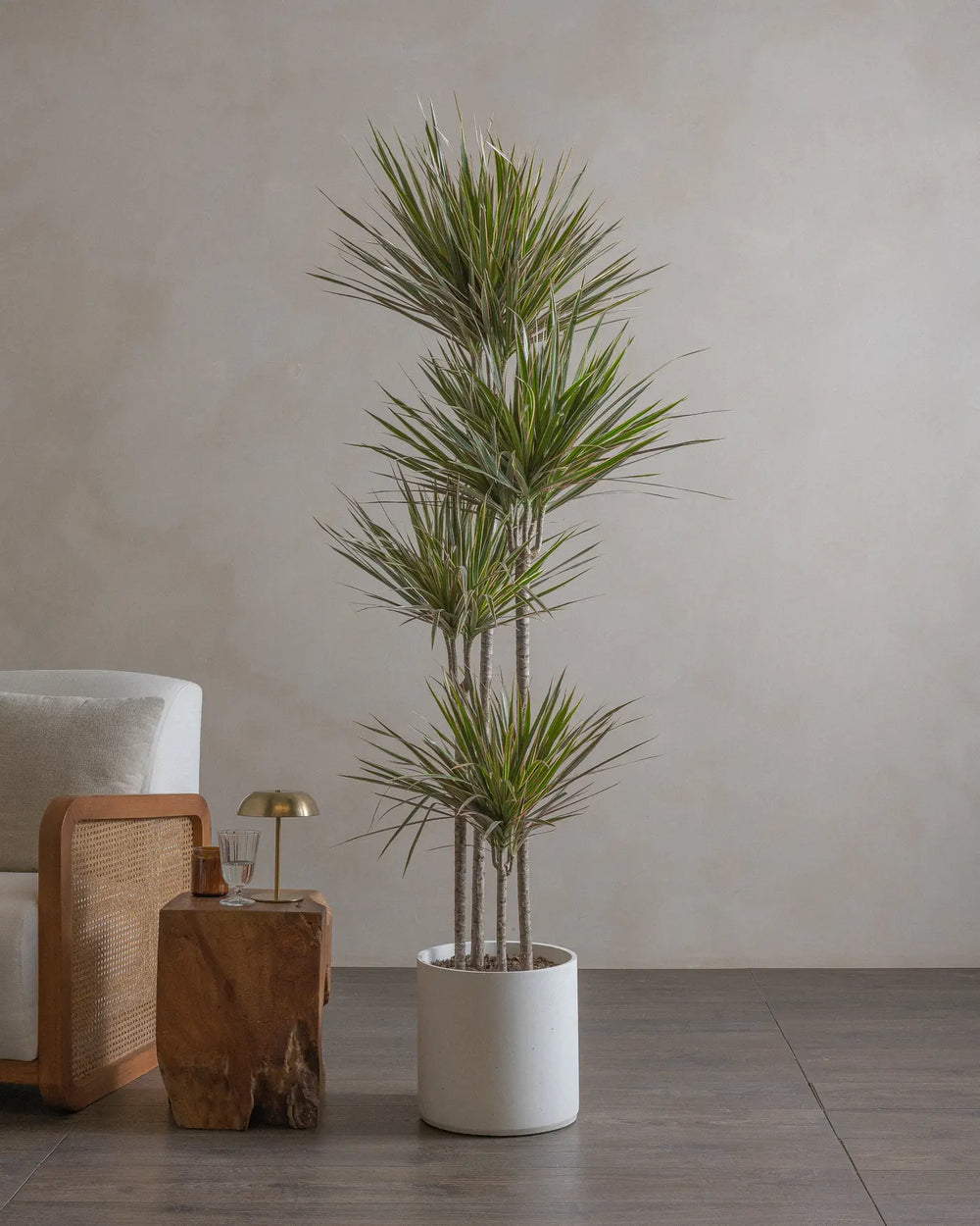 Bicolour-Dragon-Tree-180cm-Nursery-Default-Plntd-Lifestyle