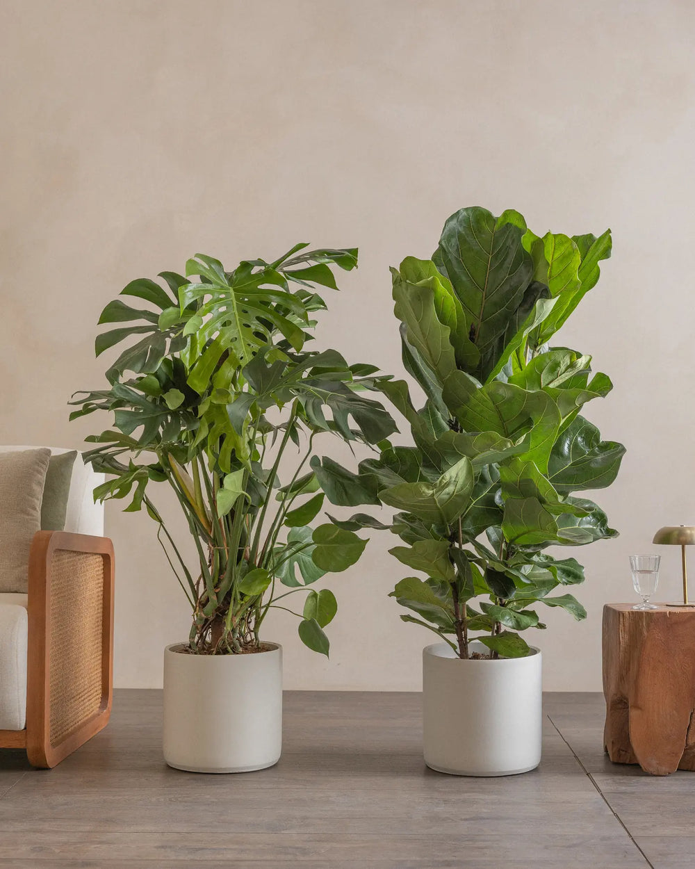 Big-Leaf-Energy-Plntd-Lifestyle