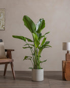 Bird-of-Paradise-120cm-Circle-Cement-Grey-Plntd-Lifestyle-63