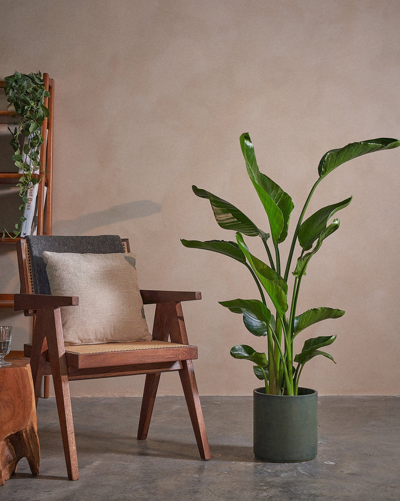 Bird of Paradise-120cm-Circle-Olive Green-Plntd-Lifestyle