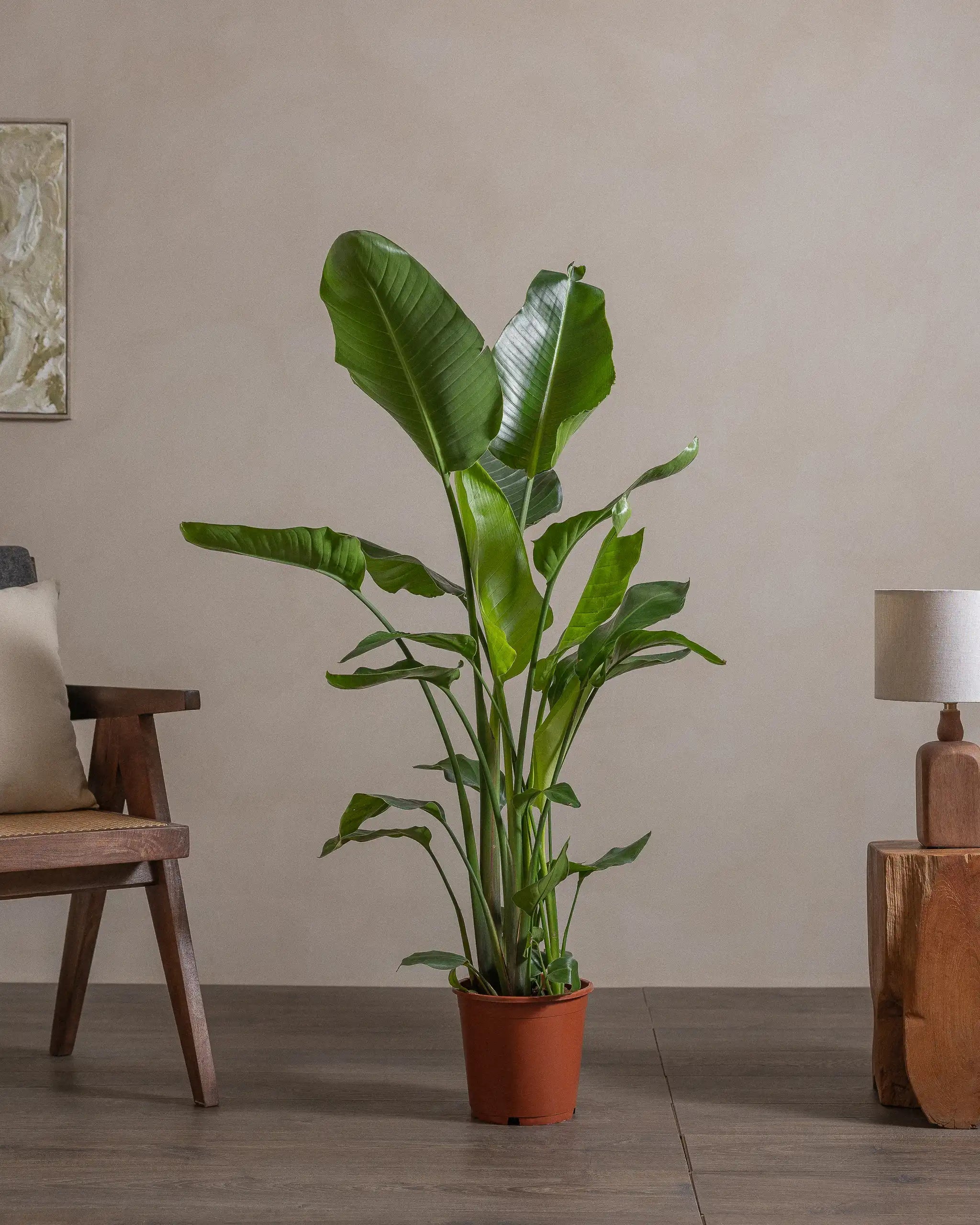 Bird-of-Paradise-120cm-Nursery-Pot-Default-Plntd-Lifestyle-67