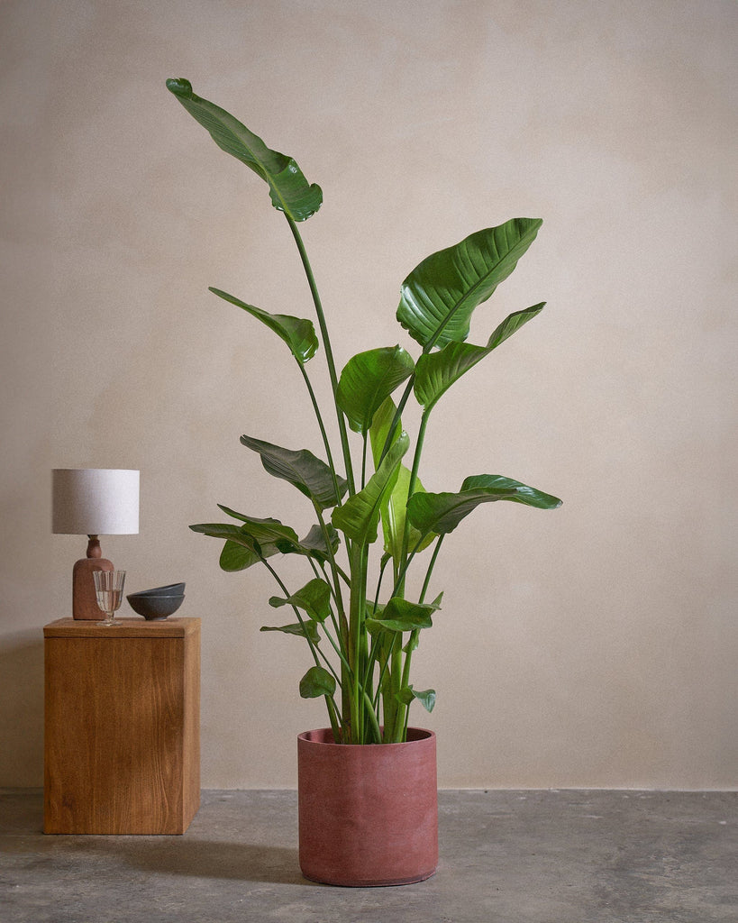 Bird of Paradise-170cm-Circle-Corvan Red-Plntd-Lifestyle