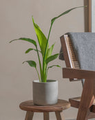 Bird-of-Paradise-40cm-Circle-Cement-Grey-Plntd-Lifestyle-59