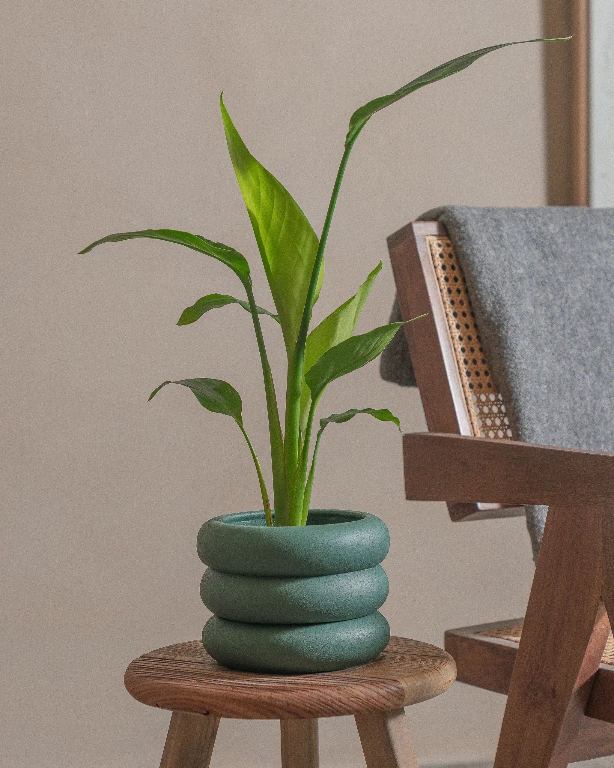 Bird-of-Paradise-40cm-Meyer-Slate-Green-Plntd-Lifestyle-50