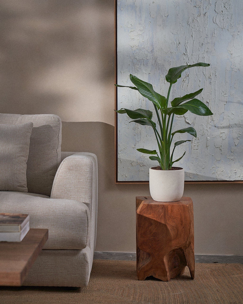 Bird of Paradise-80cm-Round-Chalk White-Plntd-Lifestyle