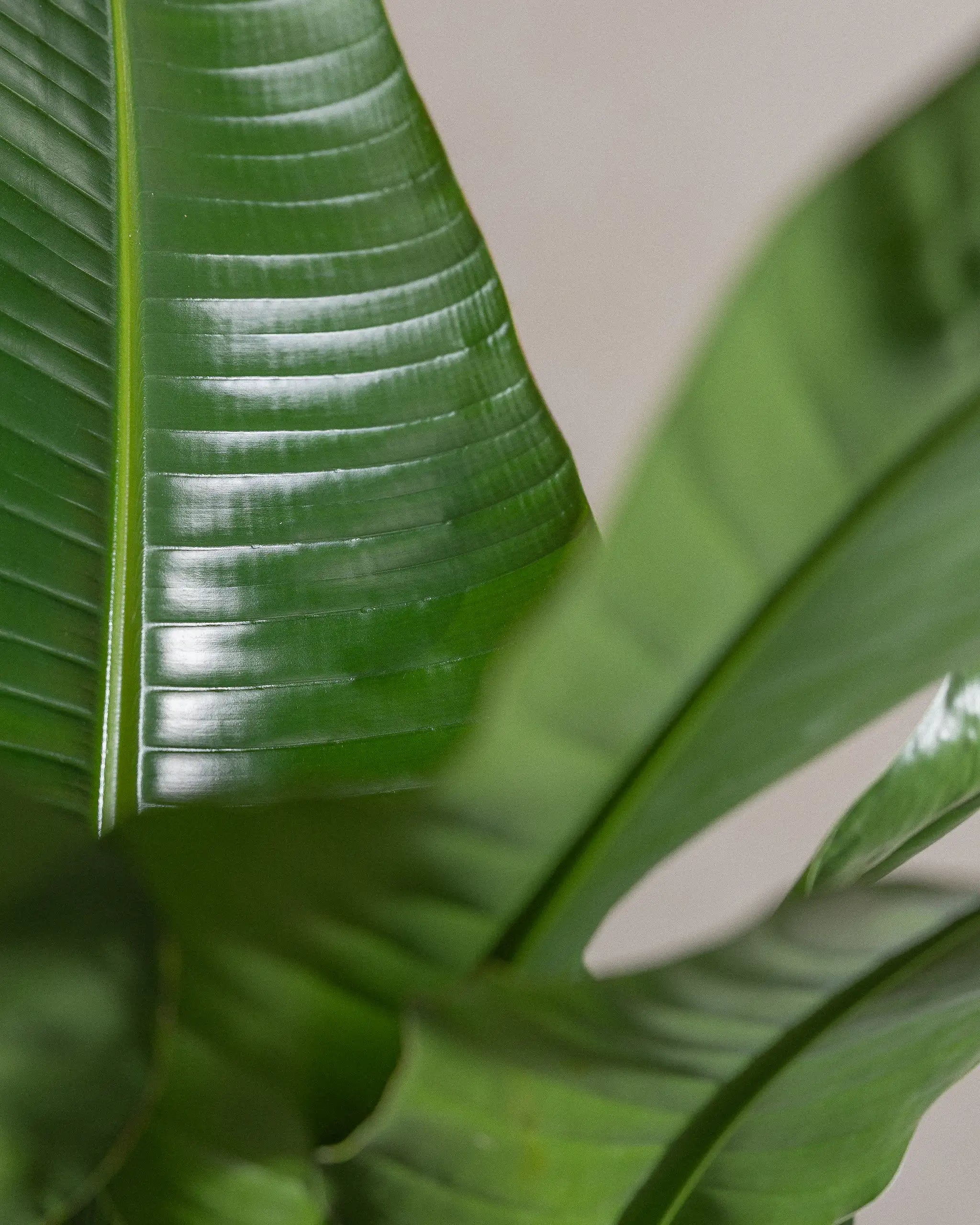 Bird-of-Paradise-Plntd-Macro-2