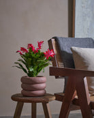 Blooming Cactus-30cm-Meyer-Rose Pink-Plntd-Lifestyle