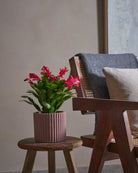 Blooming Cactus-30cm-Runic-Rose Pink-Plntd-Lifestyle