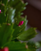 Blooming-Cactus-Plntd-Macro2