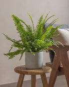 Boston-Fern-40cm-Circle-Cement-Grey-Plntd-Lifestyle-20