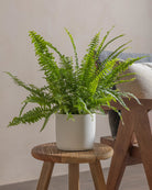 Boston-Fern-40cm-Circle-Chalk-White-Plntd-Lifestyle-21