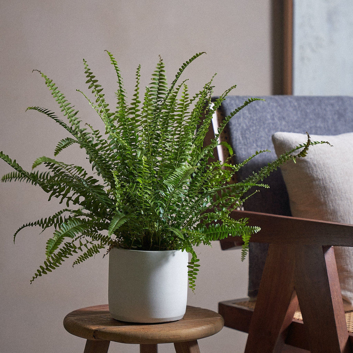 Boston Fern - Indoor Potted Plant | Plntd