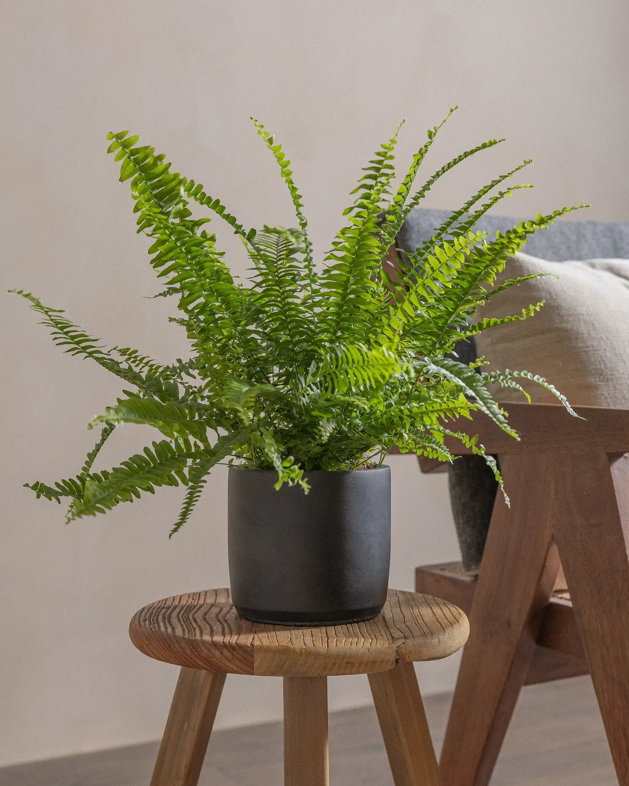 Boston-Fern-40cm-Circle-Charcoal-Black-Plntd-Lifestyle-19