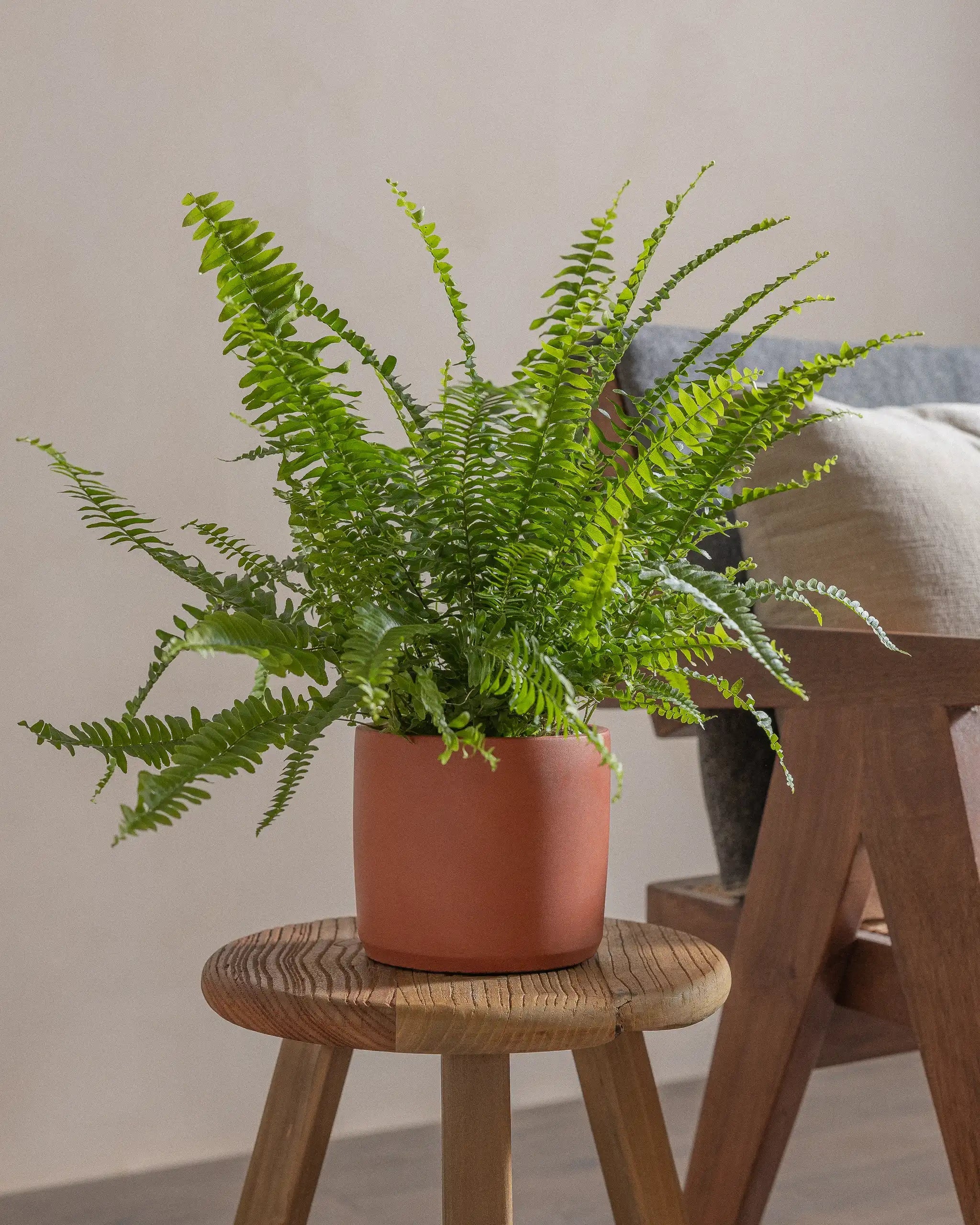 Boston-Fern-40cm-Circle-Corvan-Red-Plntd-Lifestyle-18