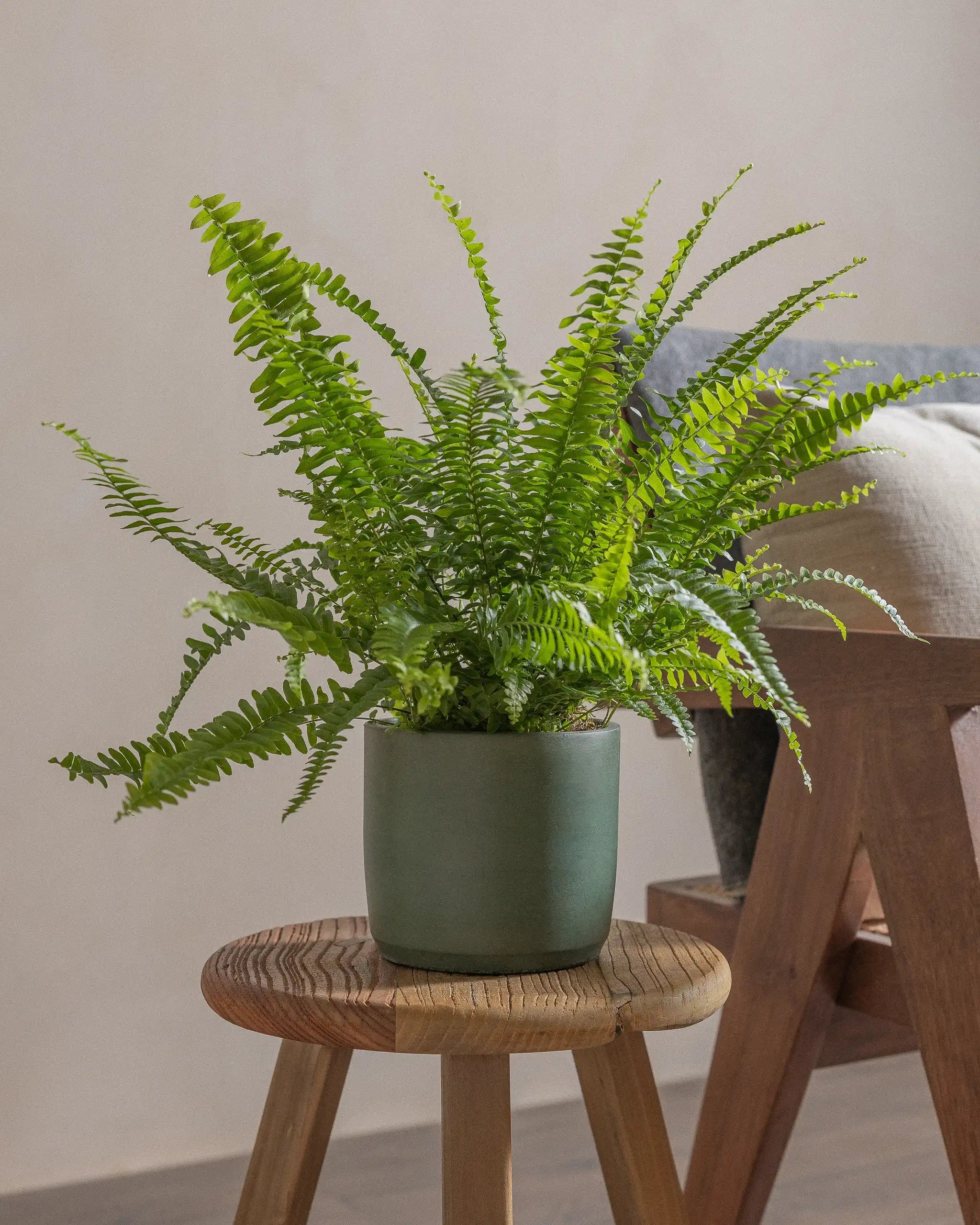 Boston-Fern-40cm-Circle-Olive-Green-Plntd-Lifestyle-24