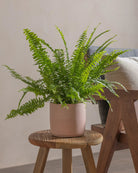 Boston-Fern-40cm-Circle-Rose-Pink-Plntd-Lifestyle-22