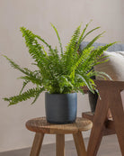 Boston-Fern-40cm-Circle-Teia-Blue-Plntd-Lifestyle-23