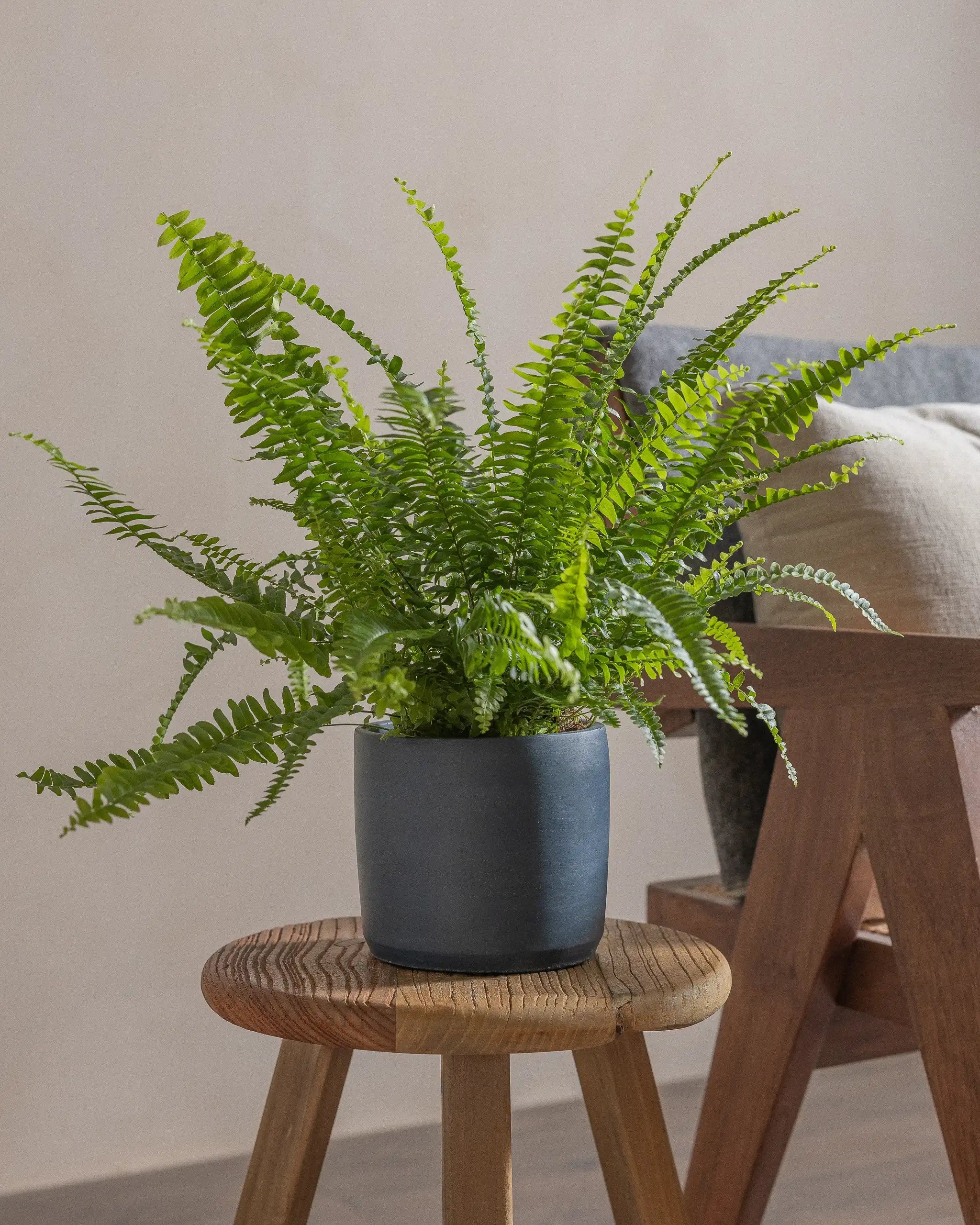 Boston-Fern-40cm-Circle-Teia-Blue-Plntd-Lifestyle-23