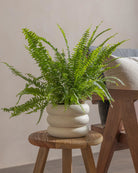 Boston-Fern-40cm-Meyer-Chalk-White-Plntd-Lifestyle-30