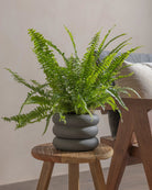 Boston-Fern-40cm-Meyer-Ember-Plntd-Lifestyle-32