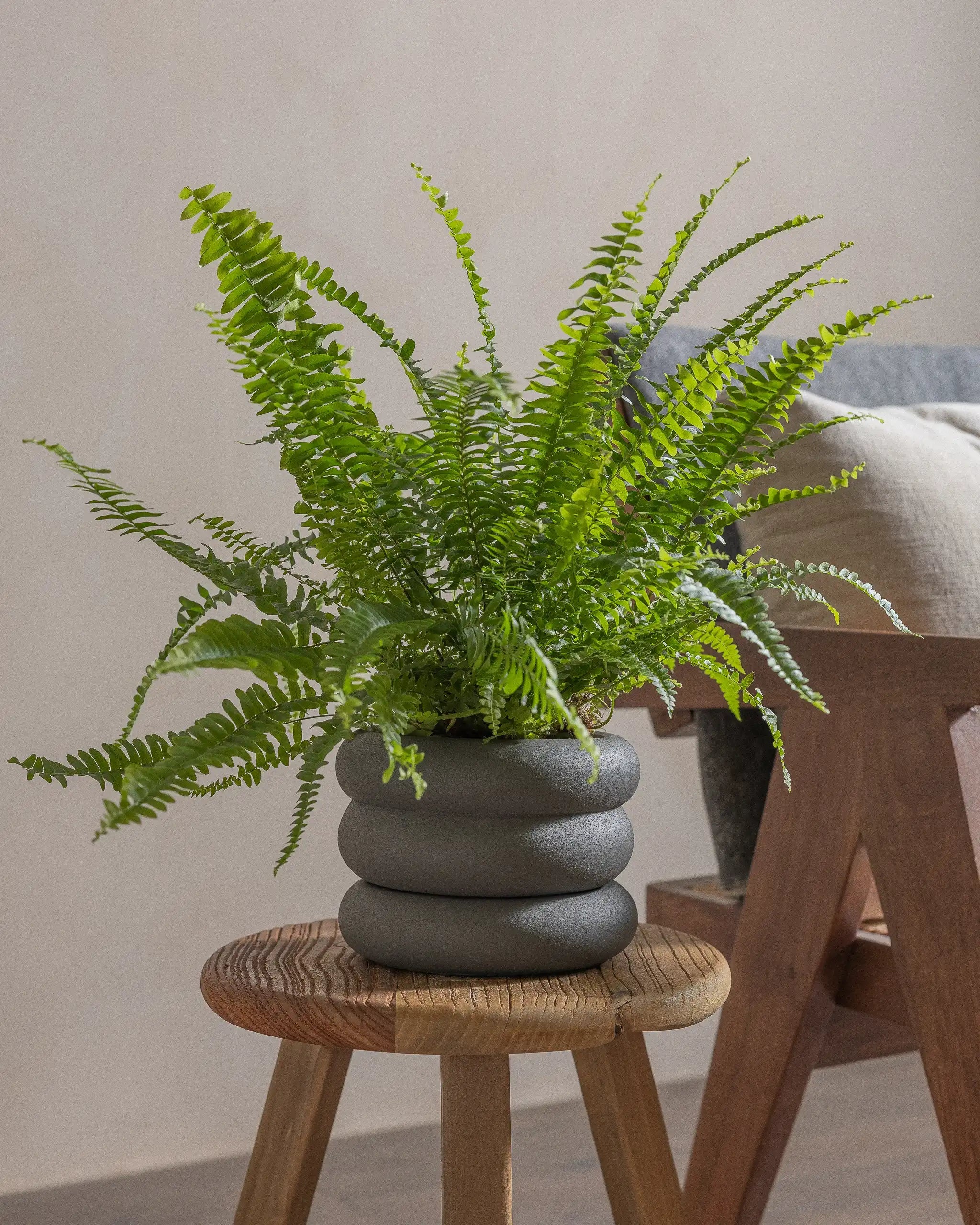 Boston-Fern-40cm-Meyer-Ember-Plntd-Lifestyle-32