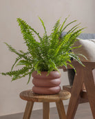 Boston-Fern-40cm-Meyer-Old-Red-Plntd-Lifestyle-33