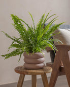 Boston-Fern-40cm-Meyer-Rose-Pink-Plntd-Lifestyle-29