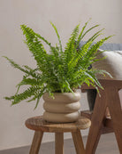 Boston-Fern-40cm-Meyer-Sand-Plntd-Lifestyle-31