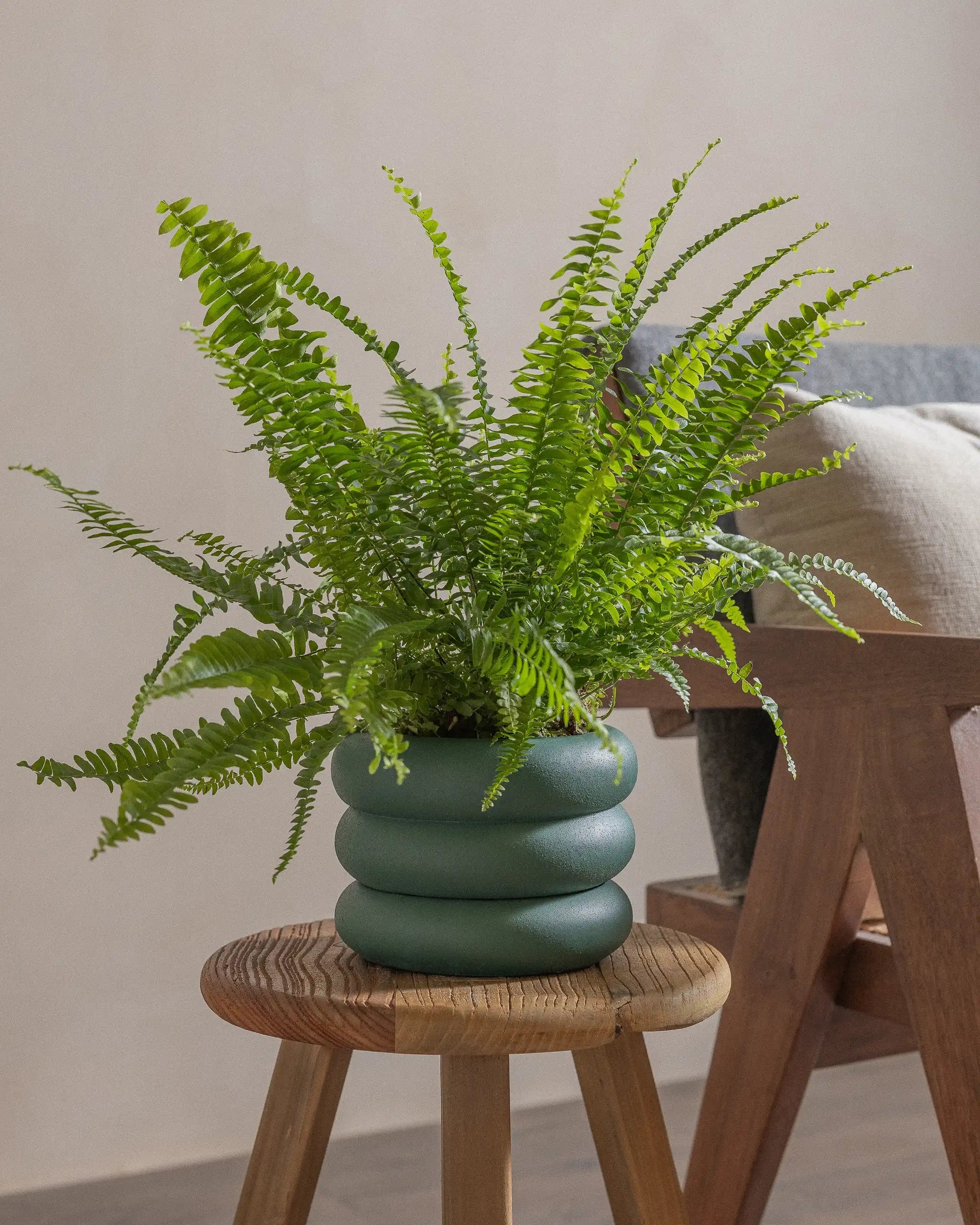 Boston-Fern-40cm-Meyer-Slate-Green-Plntd-Lifestyle-34