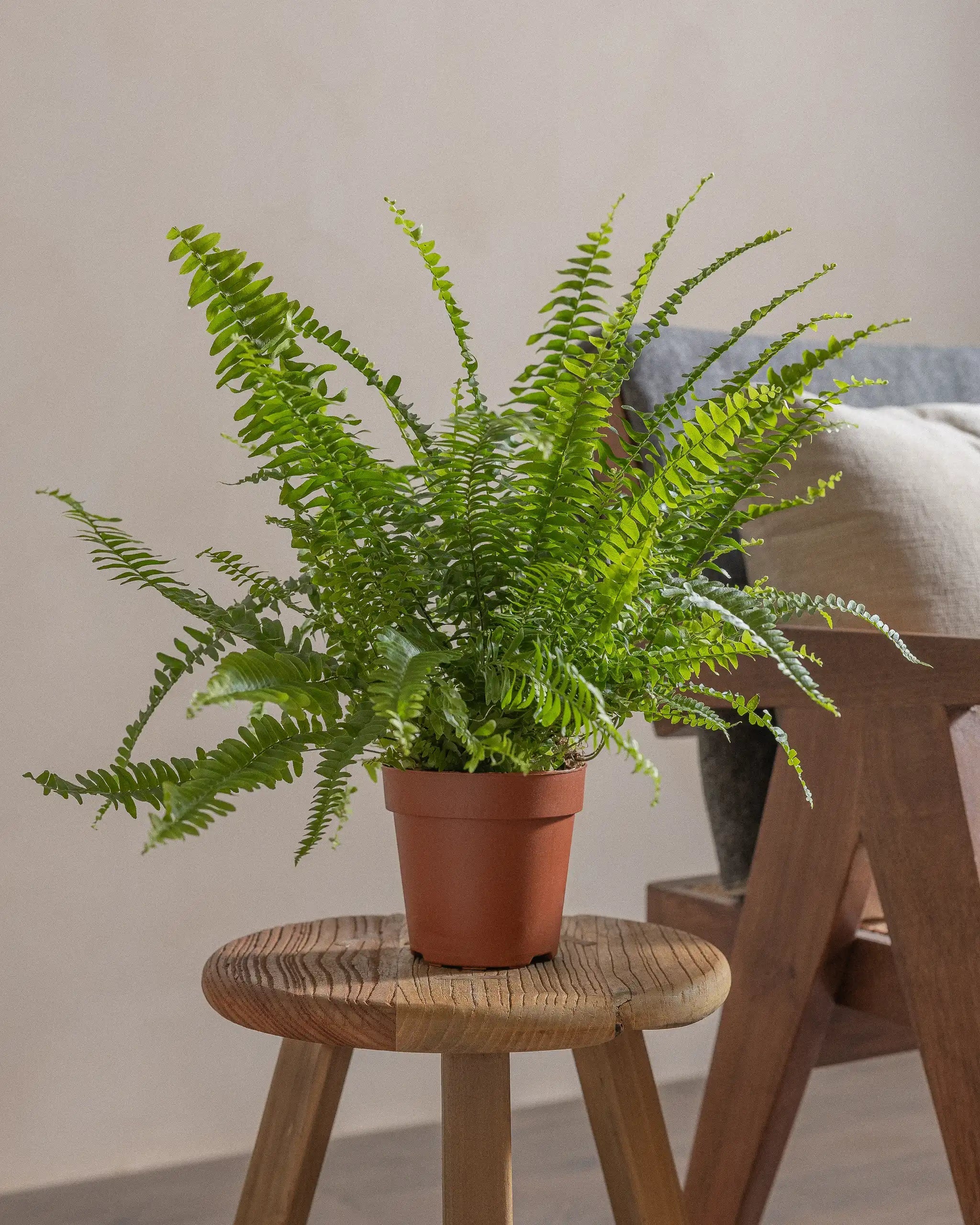 Boston-Fern-40cm-Nursery-Pot-Default-Plntd-Lifestyle-35