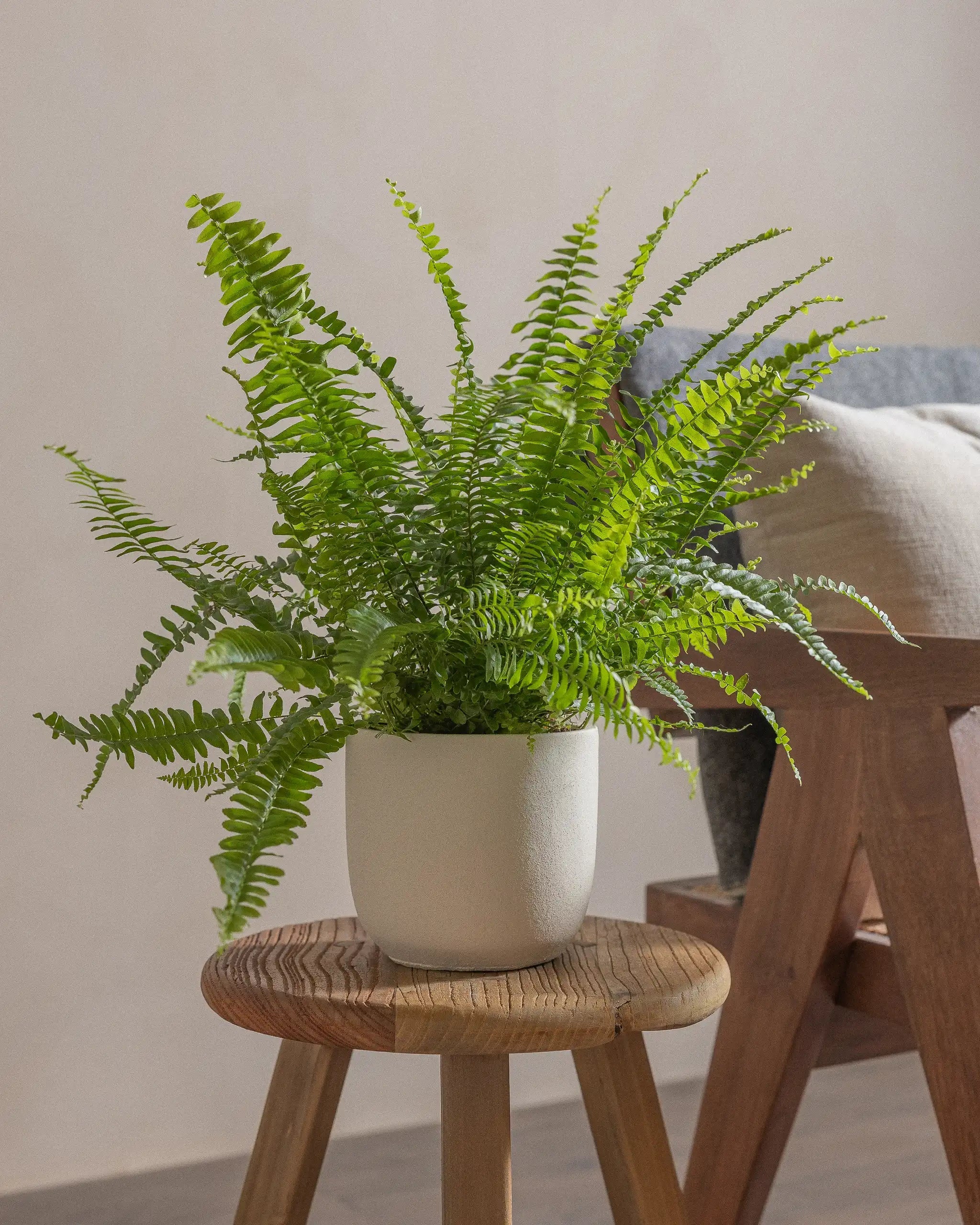 Boston-Fern-40cm-Round-Chalk-White-Plntd-Lifestyle