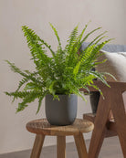 Boston-Fern-40cm-Round-Ember-Plntd-Lifestyle-13