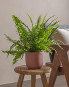 Boston-Fern-40cm-Round-Old-Red-Plntd-Lifestyle-17