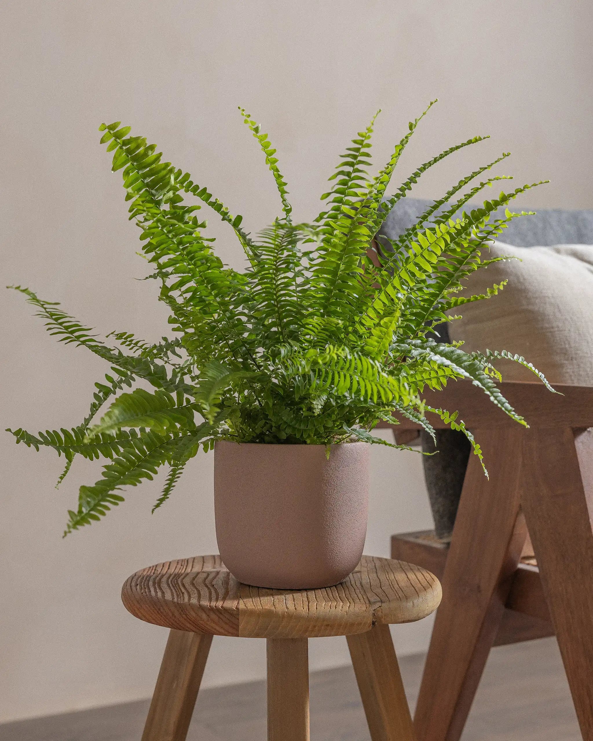 Boston-Fern-40cm-Round-Rose-Pink-Plntd-Lifestyle-14