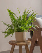 Boston-Fern-40cm-Round-Sand-Plntd-Lifestyle-15