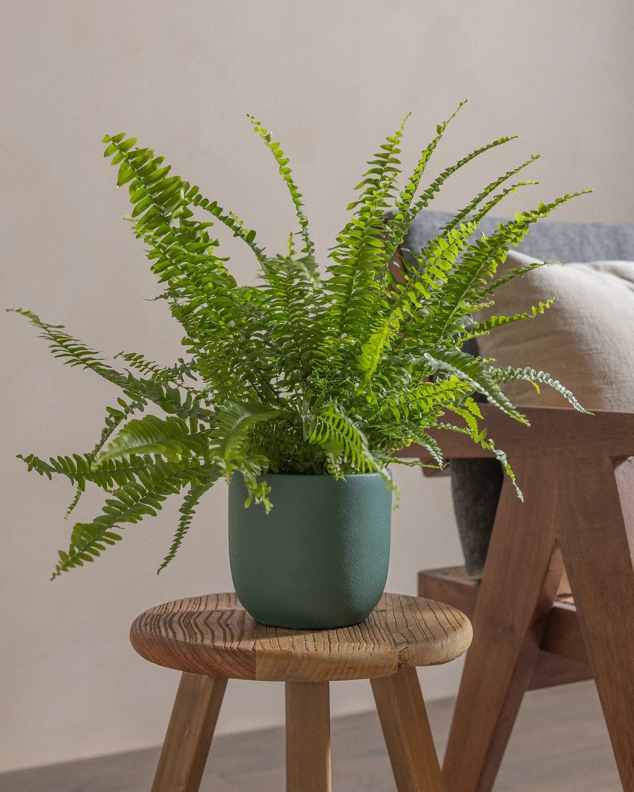 Boston-Fern-40cm-Round-Slate-Green-Plntd-Lifestyle-16