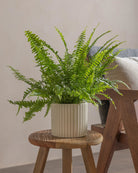 Boston-Fern-40cm-Runic-Chalk-White-Plntd-Lifestyle-27